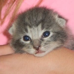 Meet your Posher, Susan